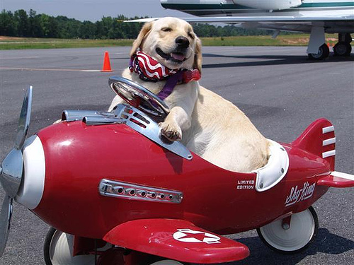 is it safe to fly a puppy on a plane